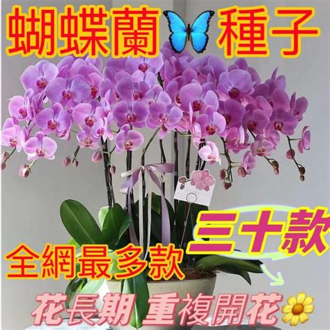 鴻運當頭花